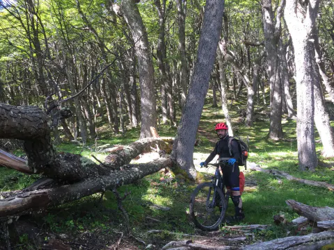 Un rider con casco y su bici entre troncos caídos, en el bosque de lengas camino al Lago del Desierto