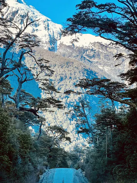 Cerros nevados entre ramas de árboles, sobre un valle
